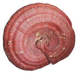 VR卡牌对战游戏《千山弈途》steam页面 发售日期待定